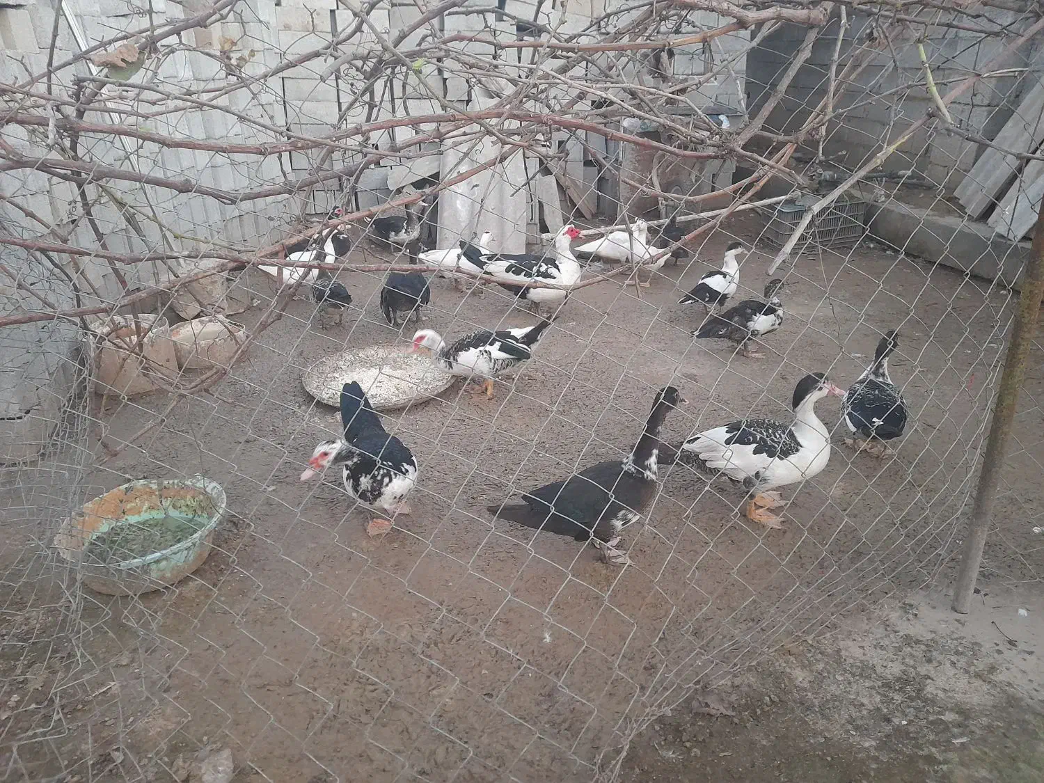 اردک، سیکا، مرغابی فروشی|حیوانات مزرعه|فرح آباد, |دیوار