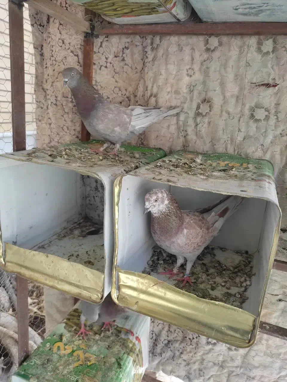 کفتر پرشی و زینتی|پرنده|اردکان, |دیوار