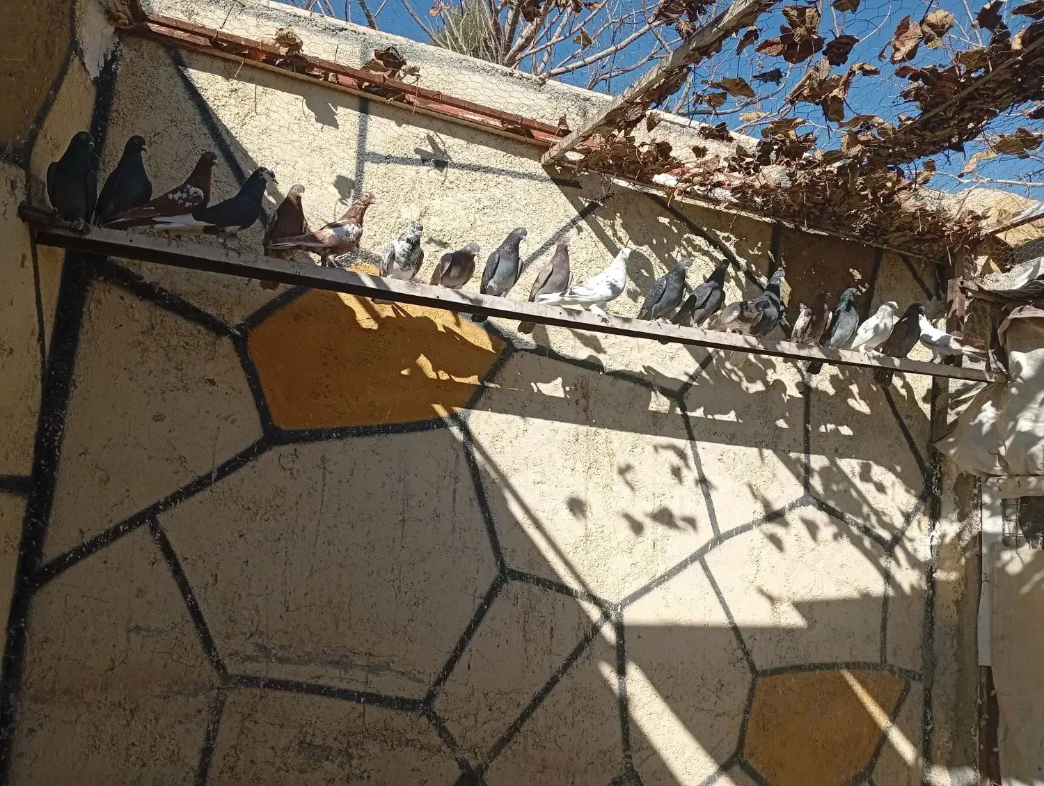 کفتر انگلیسی درجه یک|پرنده|رباط‌کریم, رباط‌کریم|دیوار