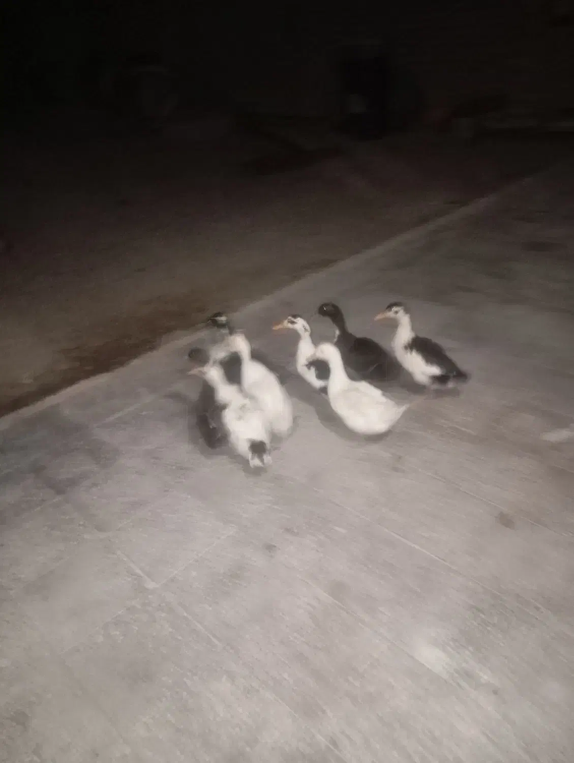 اردک نر ماده|حیوانات مزرعه|بیرانوند, |دیوار