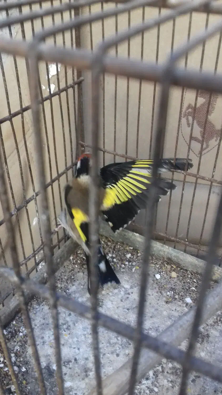 سهره نر، بخوان|پرنده|اردبیل, |دیوار