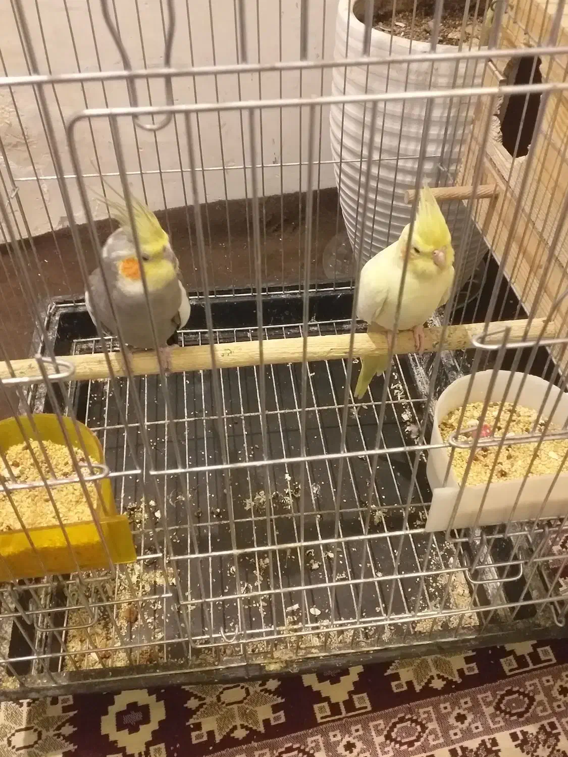 عروس هلندی|پرنده|قرچک, مهدیه|دیوار