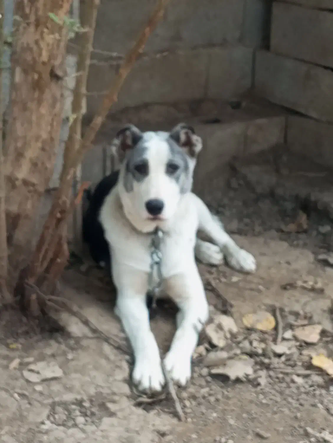 واگذاری سگ آلابای پنج ماهه ماده|سگ|شاندرمن, |دیوار