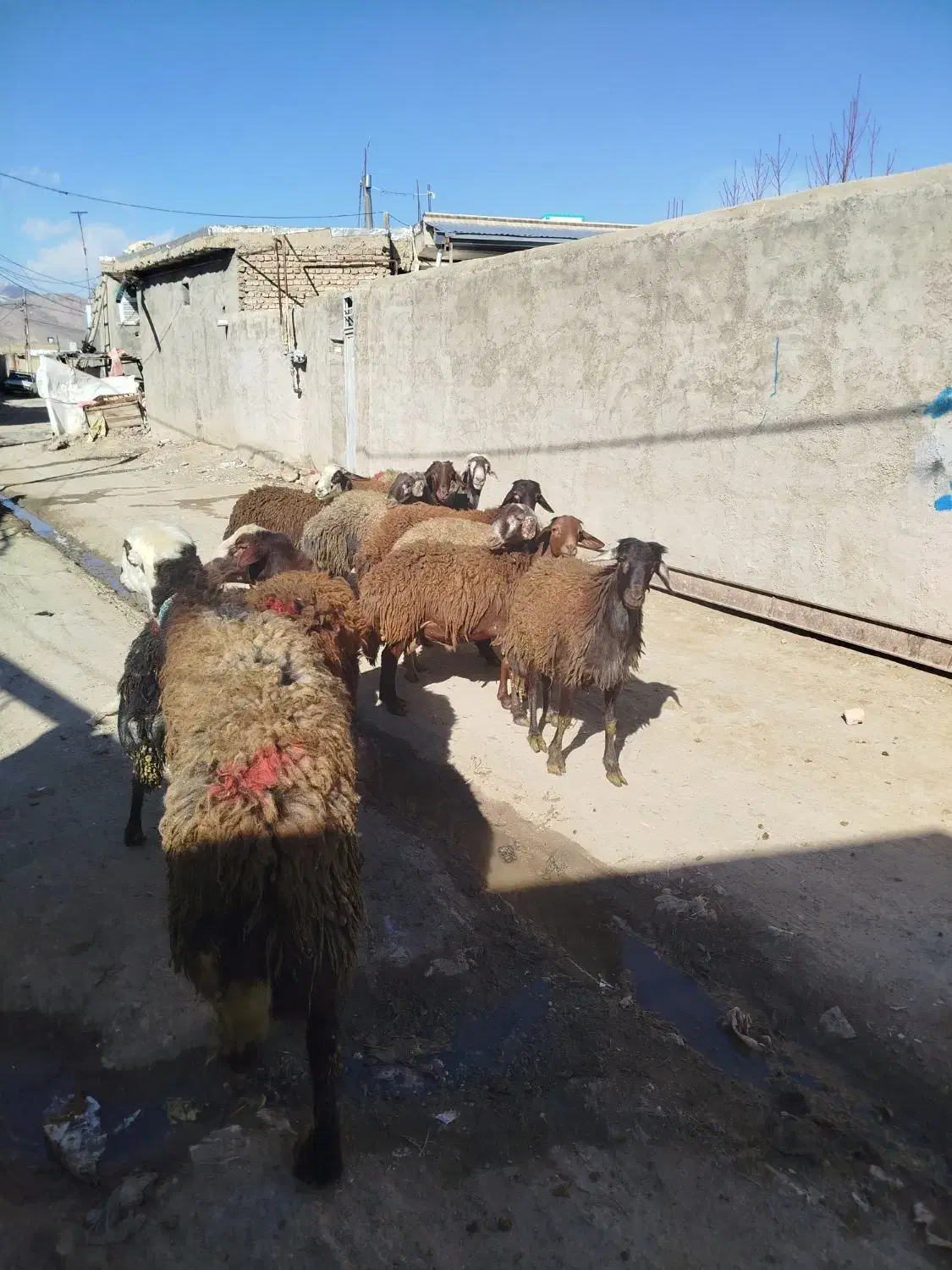 ۱۰تا بر قوچ|حیوانات مزرعه|گیان, |دیوار