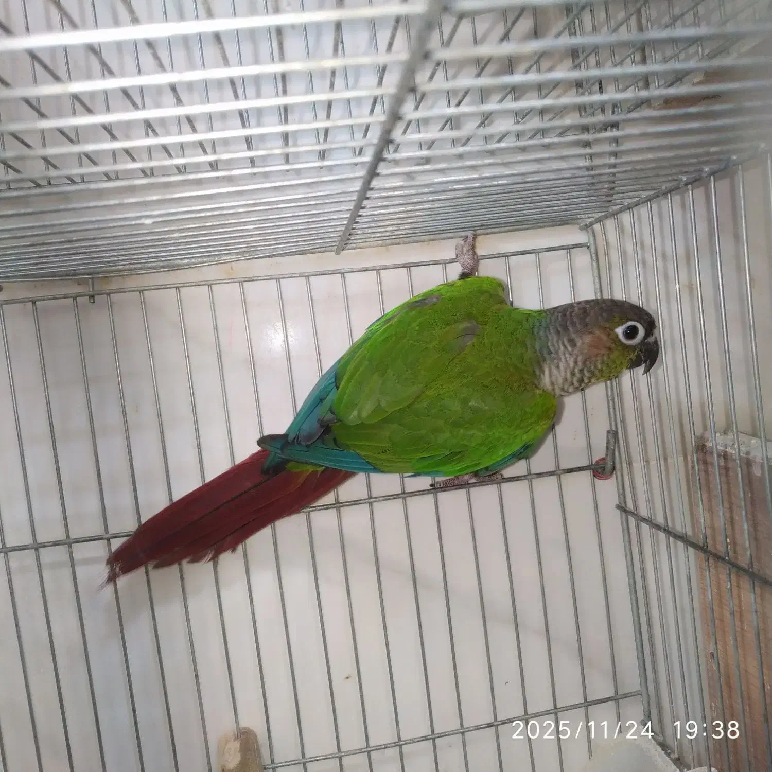 طوطی گرینچیک ماده.عروس وبرزیلی بالغ|پرنده|بهبهان, |دیوار