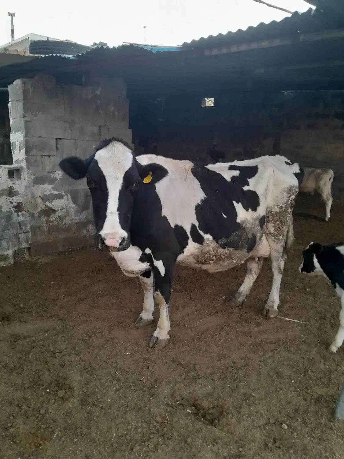 گوساله نر و ماده وگاو|حیوانات مزرعه|شیراز, حومه شیراز|دیوار