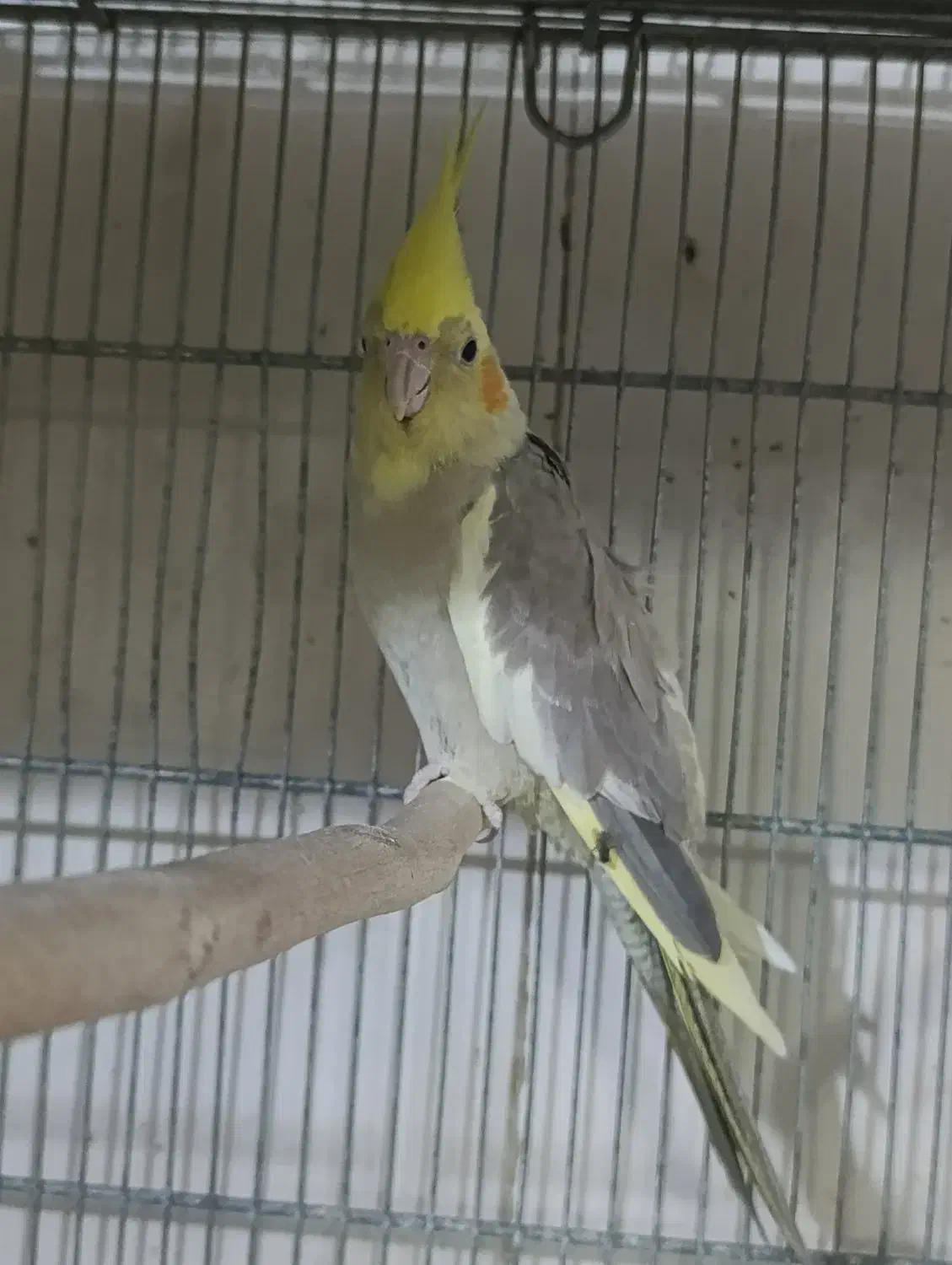 عروس هلندی ماده و چند عدد جوجه تازه دون خور|پرنده|قم, نوبهار|دیوار