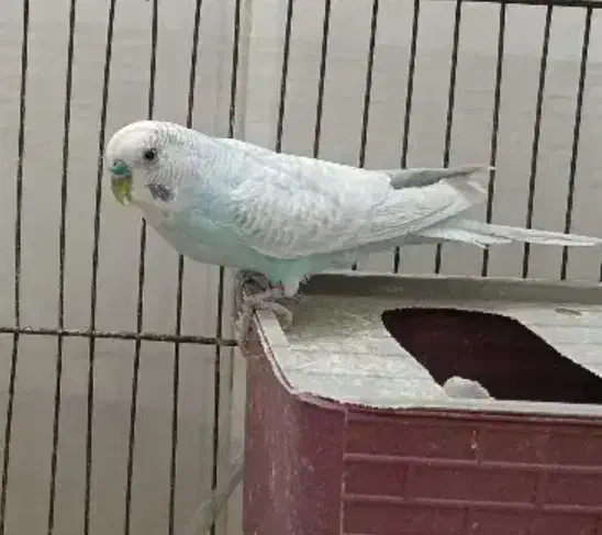 مرغ عشق|پرنده|قم, شهرک امام حسن|دیوار