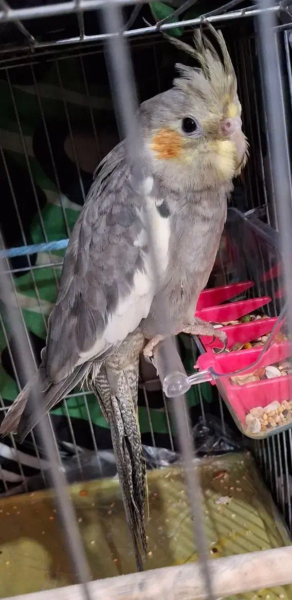 گم شده|حیوانات|اندیمشک, |دیوار