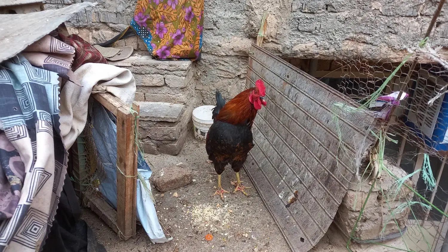 خروس محلی|حیوانات مزرعه|نیشابور, امام خمینی|دیوار