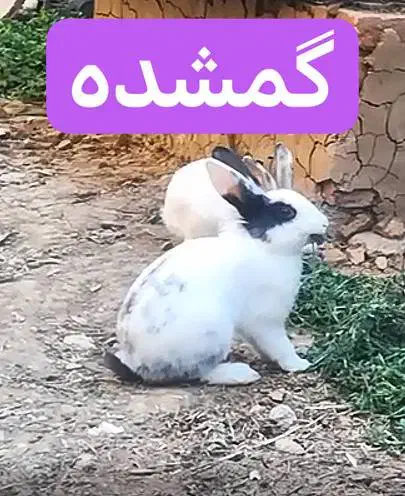 خرگوش گمشده|موش و خرگوش|پارسآباد, |دیوار