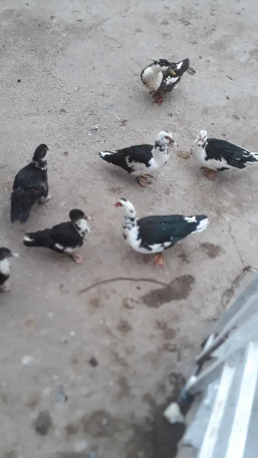 ۶عدد اردک شمالی بفروش میرسد به علت نداشتن رسیدگی|حیوانات مزرعه|زند, |دیوار