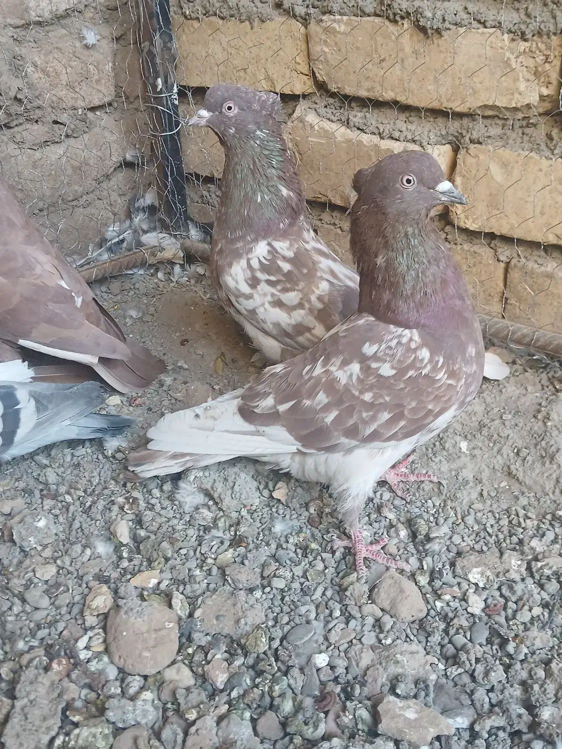 کفتر کله پرشی|پرنده|تربتحیدریه, بی بی حسنیه|دیوار