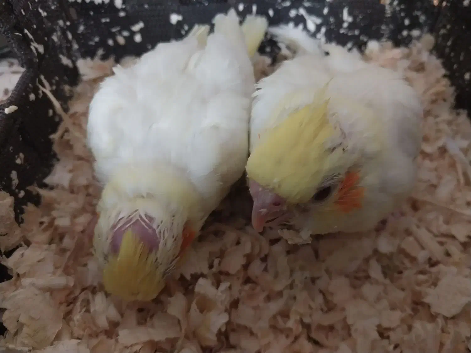 فروش|پرنده|تهران, خرمشهر|دیوار