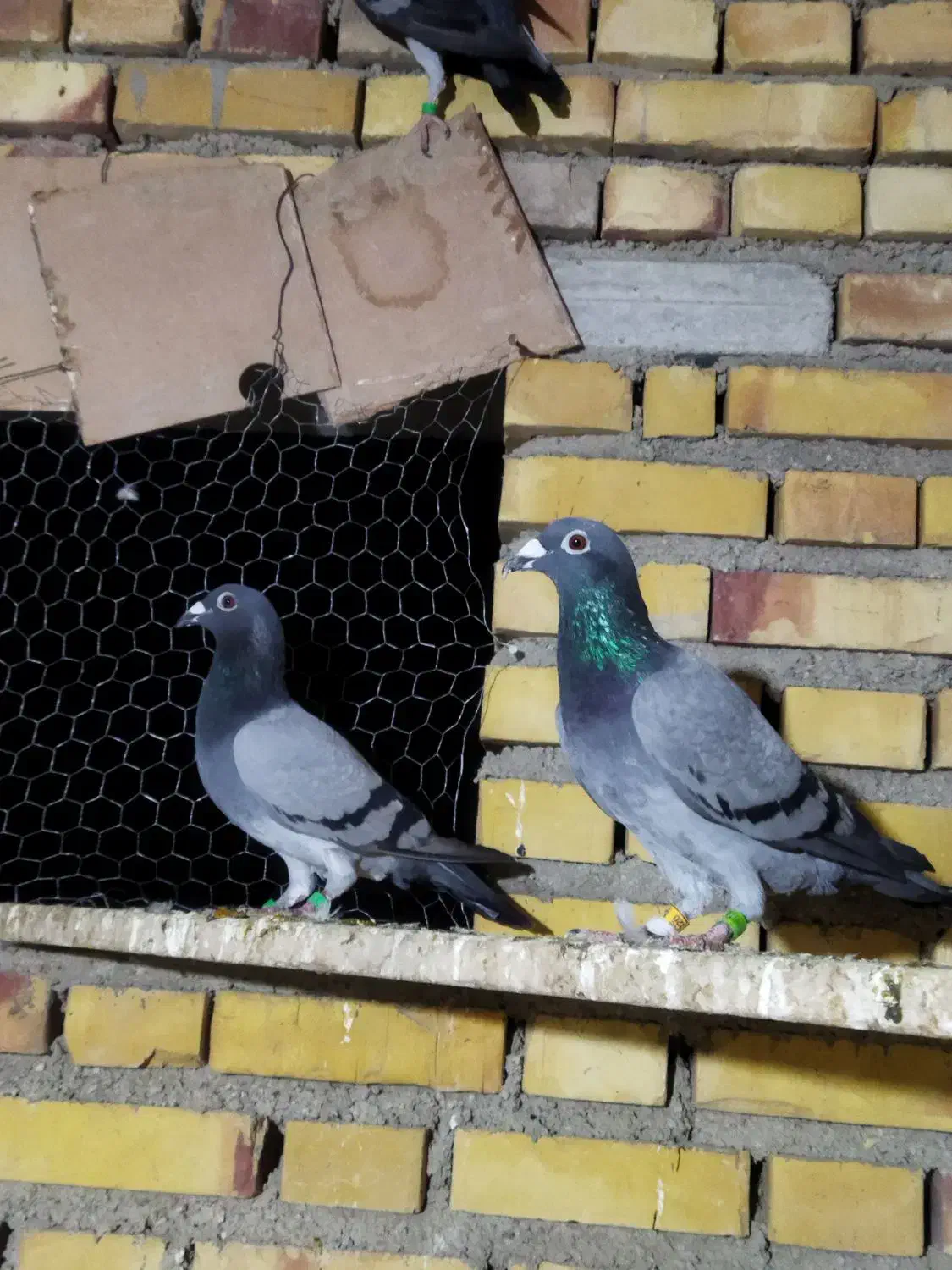 رنگی و پلاکی معاوضه هم دارم|پرنده|گنبد کاووس, |دیوار