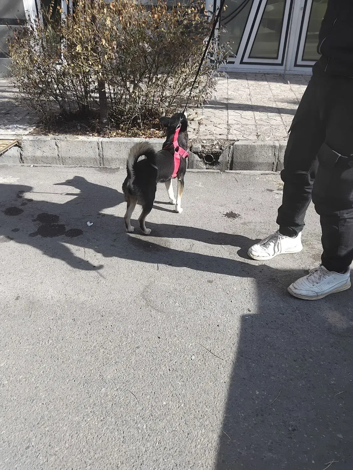 سگ خانگی تربیت دیده|سگ|باسمنج, |دیوار