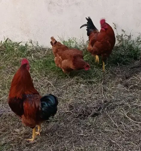 خروس محلی|حیوانات مزرعه|تنکابن, |دیوار