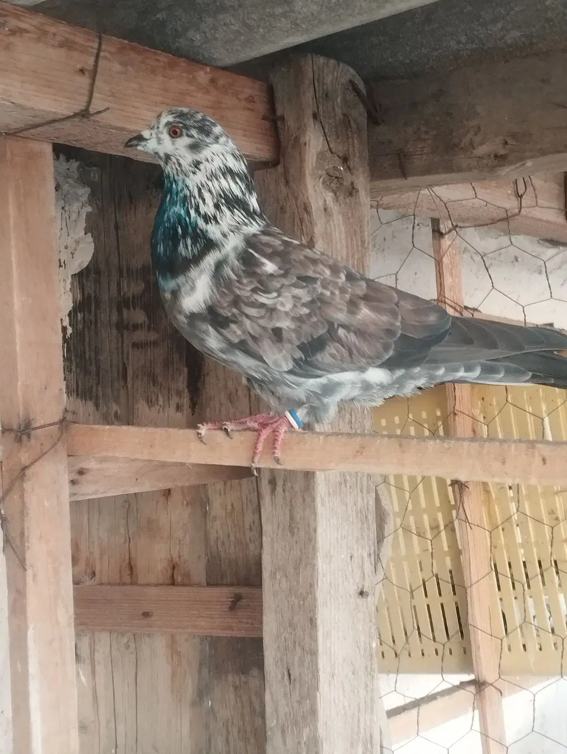 یک جفت کبوتر پرشی|پرنده|بندر ترکمن, |دیوار