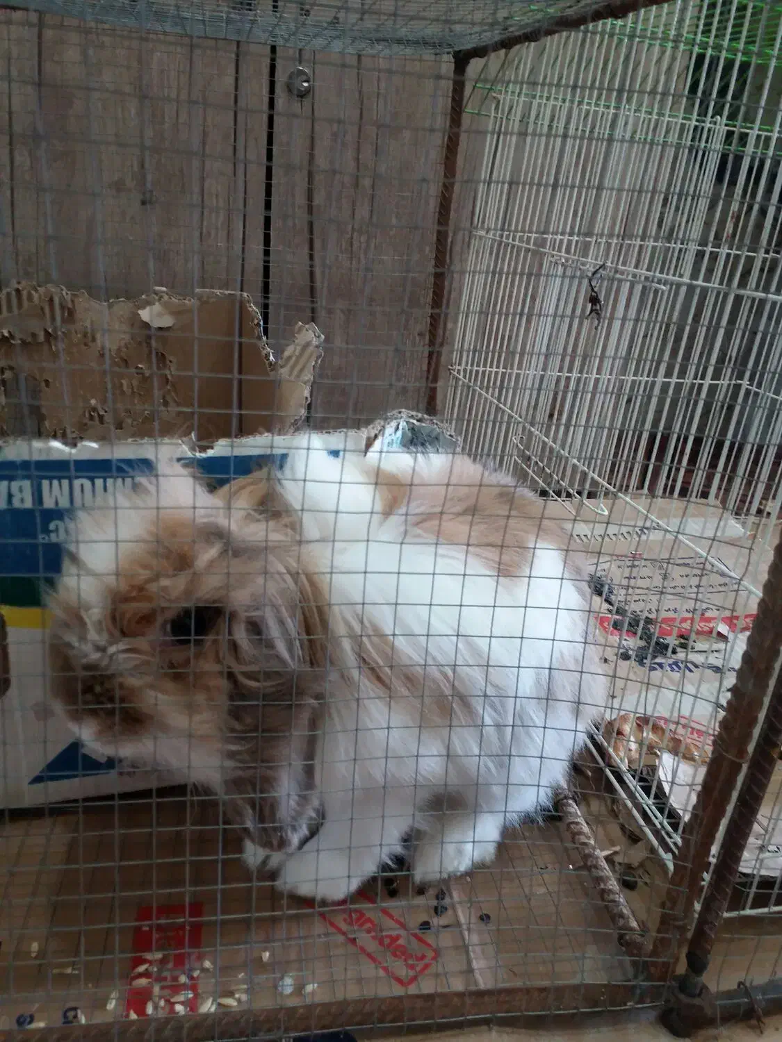 خرگوش|موش و خرگوش|بجنورد, |دیوار