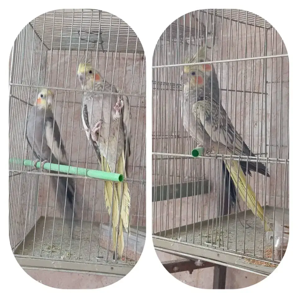 عروس هلندی|پرنده|اردکان, |دیوار