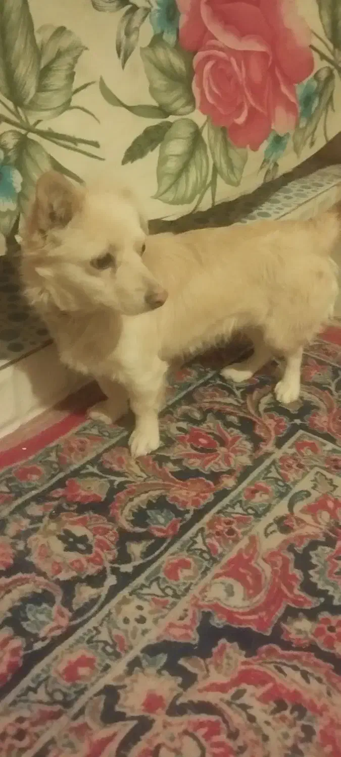 سگ اشپیتزسایز کوچک|سگ|بم, |دیوار