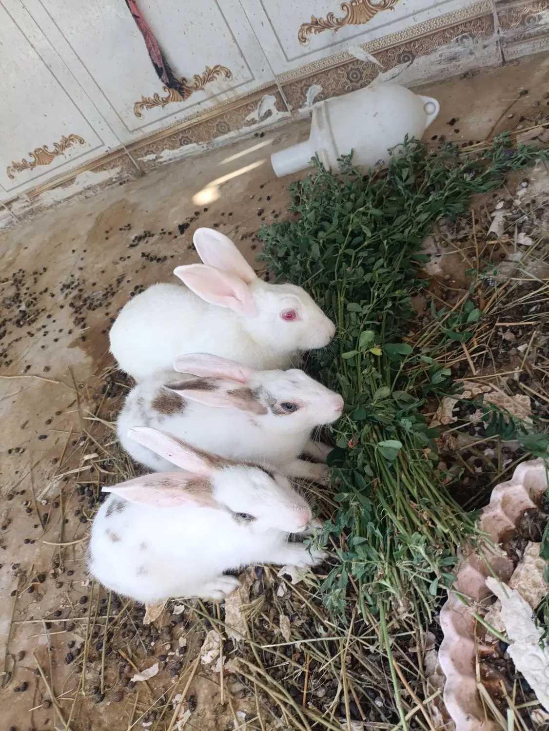 خرگوش|موش و خرگوش|چابهار, |دیوار