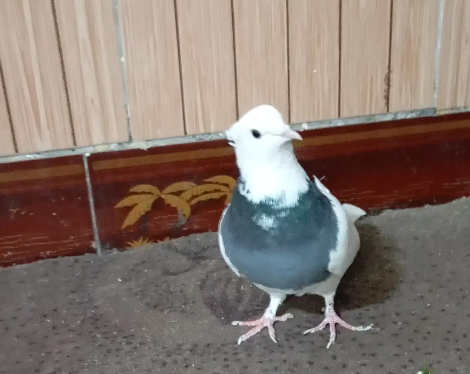 کفتر صید طوقی|پرنده|تربت جام, معدآباد|دیوار