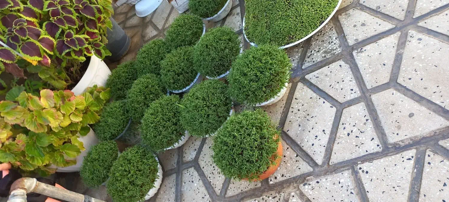 سبزه|گل و گیاه طبیعی|کوهدشت, |دیوار