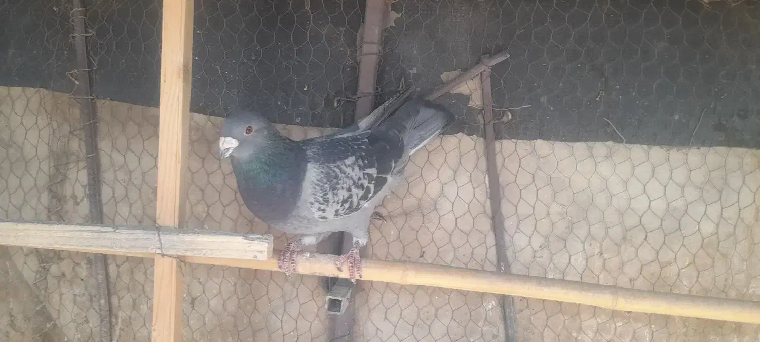 کفتر شهرستانی پلاکی حمال|پرنده|تهران, شهران شمالی|دیوار