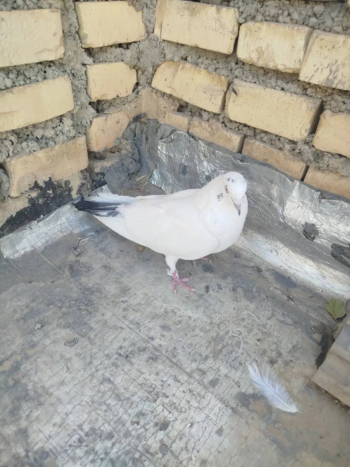 کله دم سبز|پرنده|خانمیرزا, |دیوار