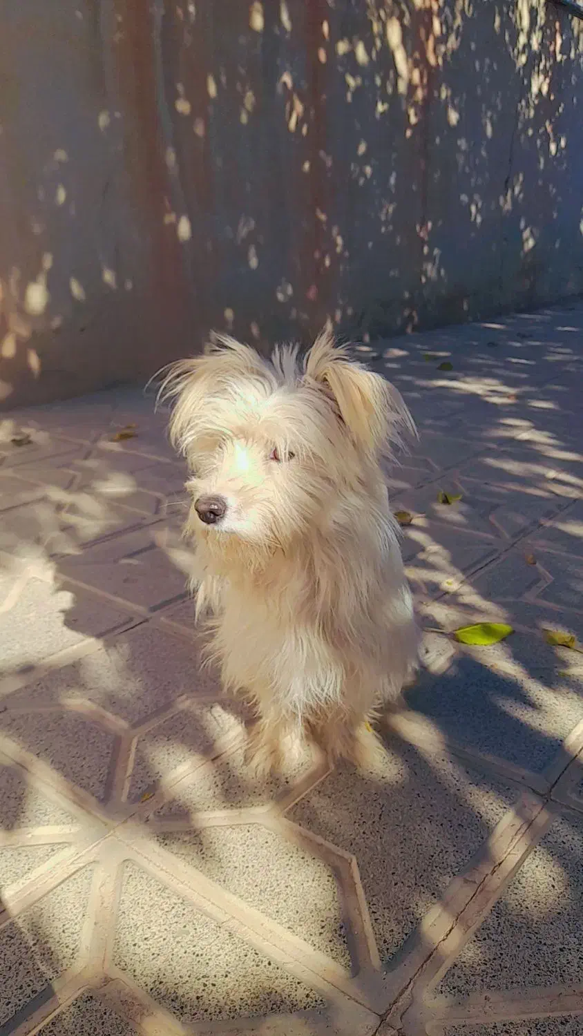 سسگ|سگ|شراء, |دیوار