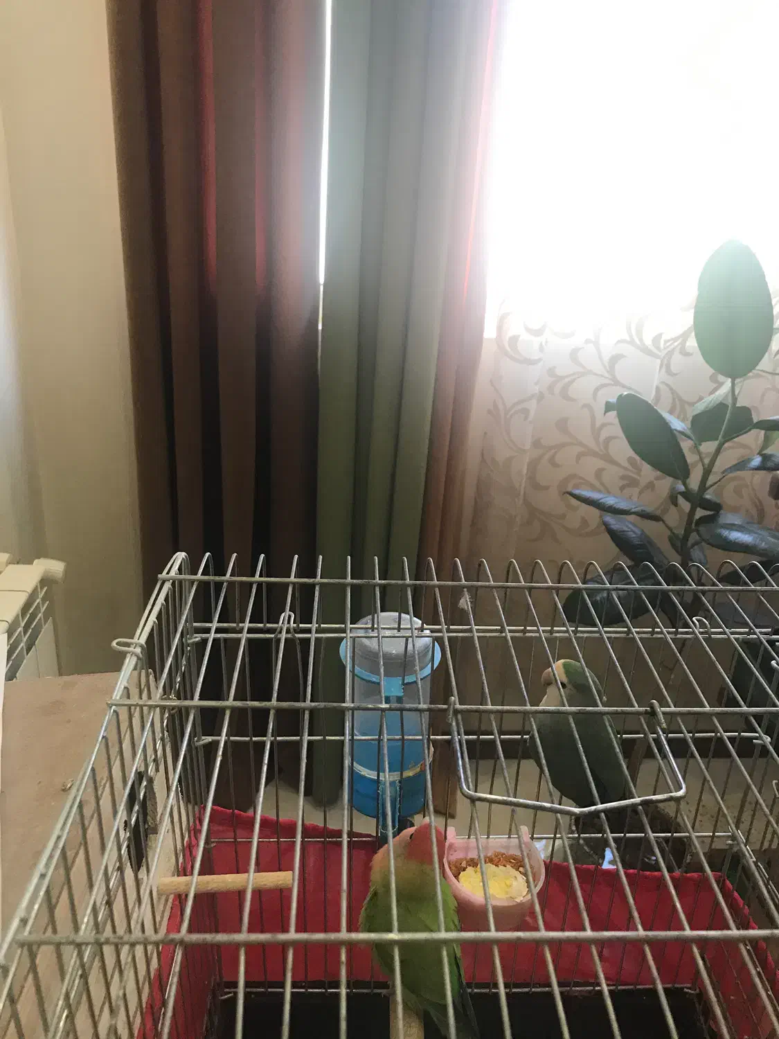 عروس هلندی مولد ‌طوطی برزیلی مولد|پرنده|گرمدره, |دیوار