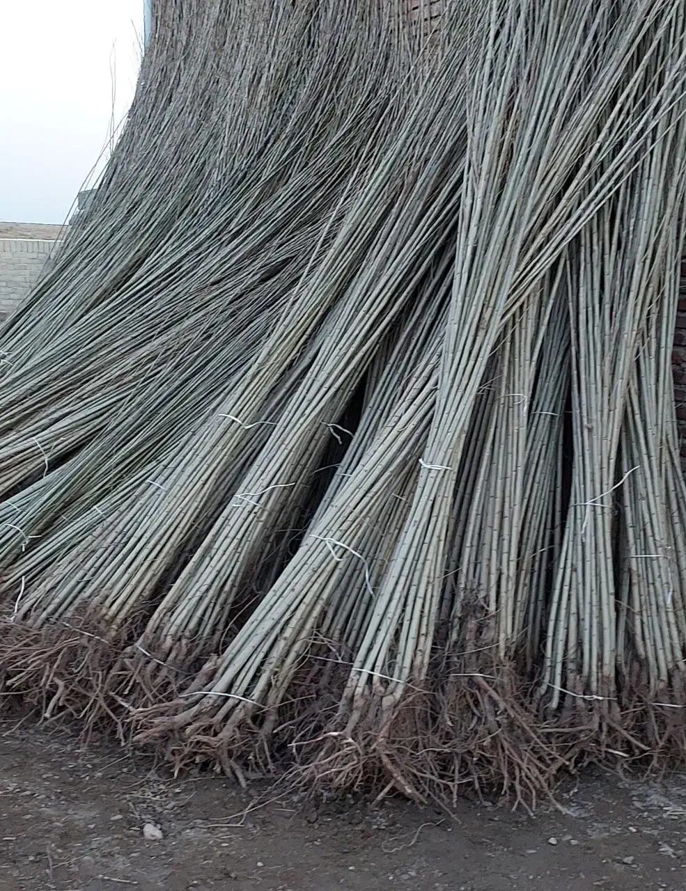 با کیفیت ترین نهال صنوبر در نهالستان غرب|خدمات باغبانی و درختکاری|ایزدشهر, |دیوار