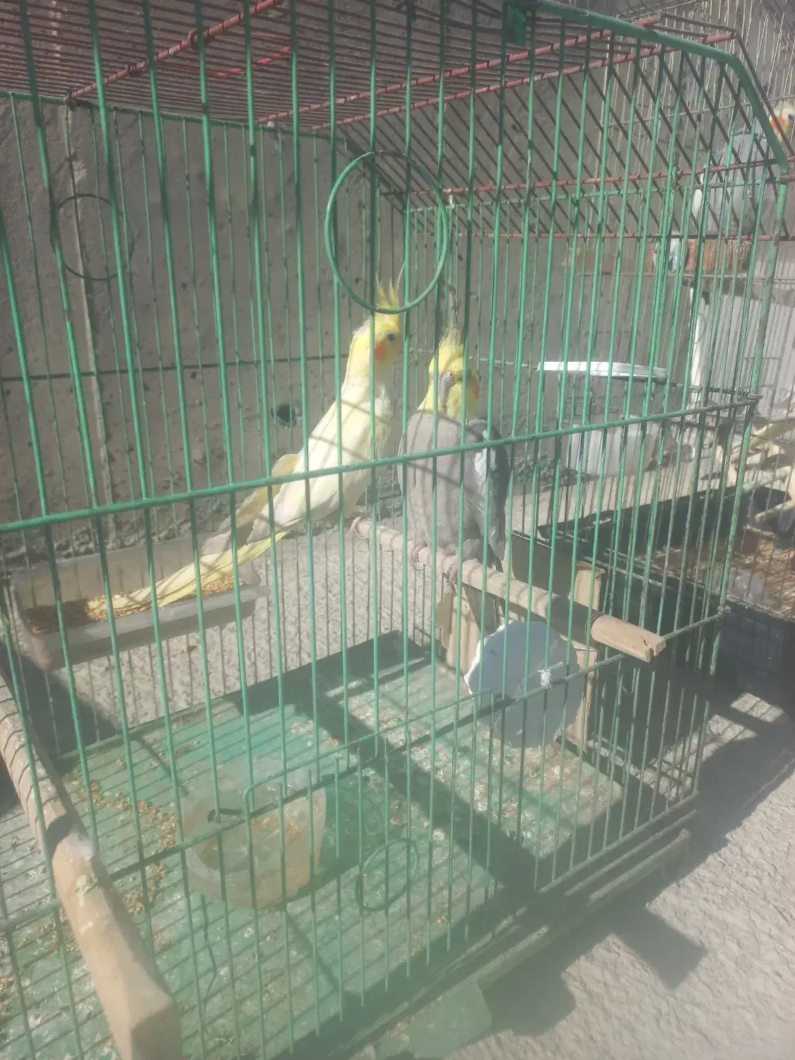 عروس هلندی ۲ جفت۲۰۰۰۰۰۰ بیدونی قفس|پرنده|پردیس, فاز ۱۱|دیوار