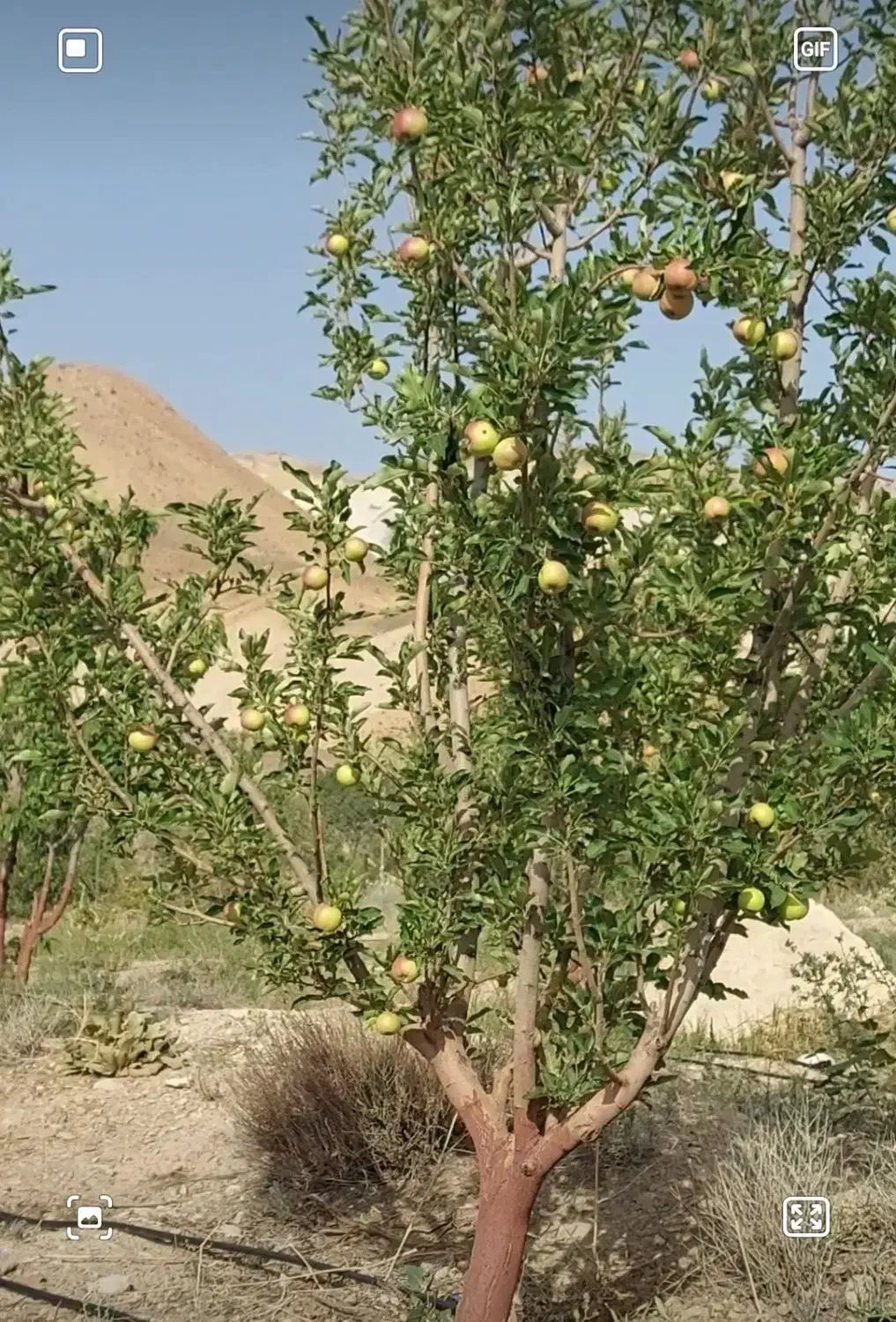 فروش باغ سیب|فروش زمین و ملک کلنگی|هفدر, |دیوار