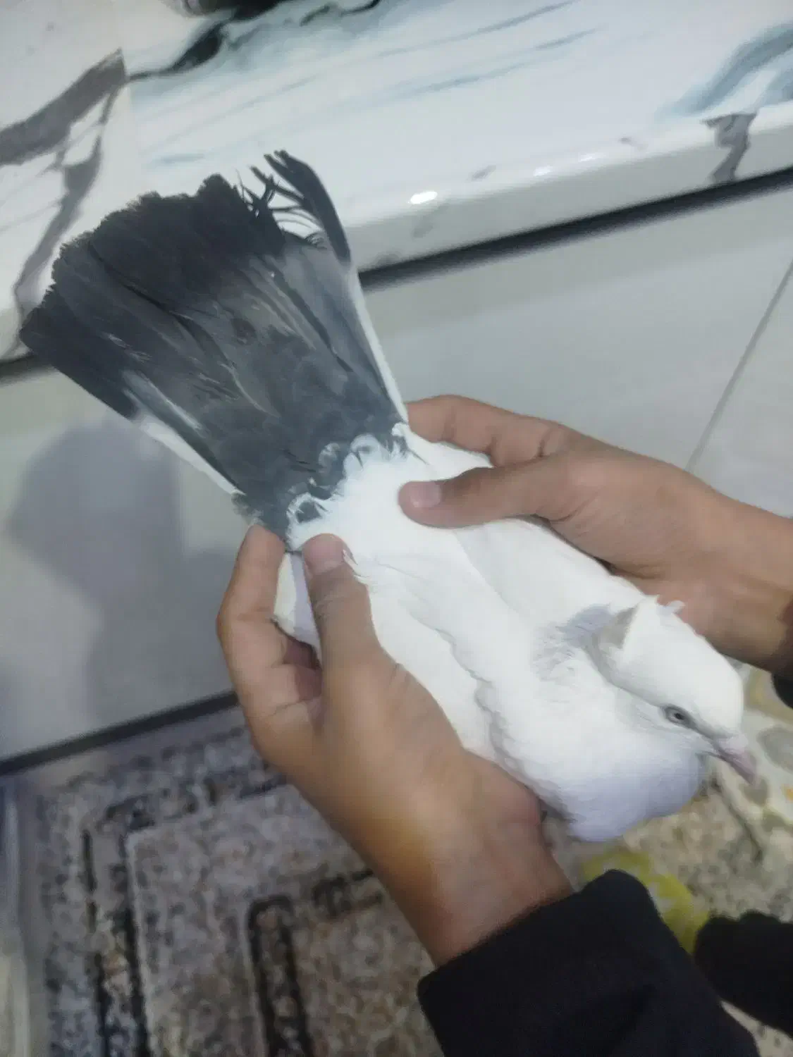 کفتر شهرستانی|پرنده|فردیس, شهرک ارم|دیوار