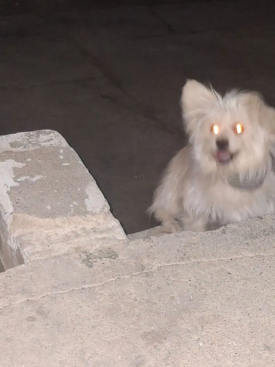 سگ پاپی|سگ|اصفهان, بهارستان|دیوار