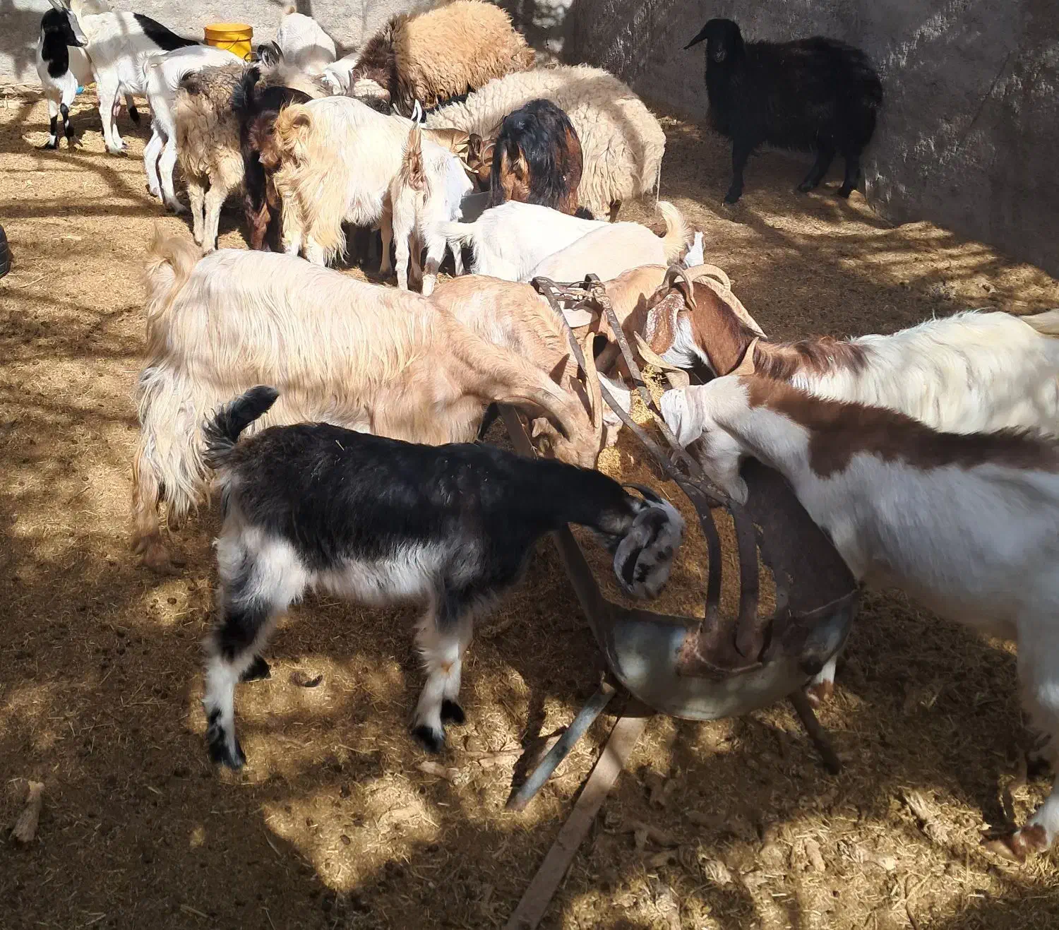 فروش بز|حیوانات مزرعه|مهریز, |دیوار