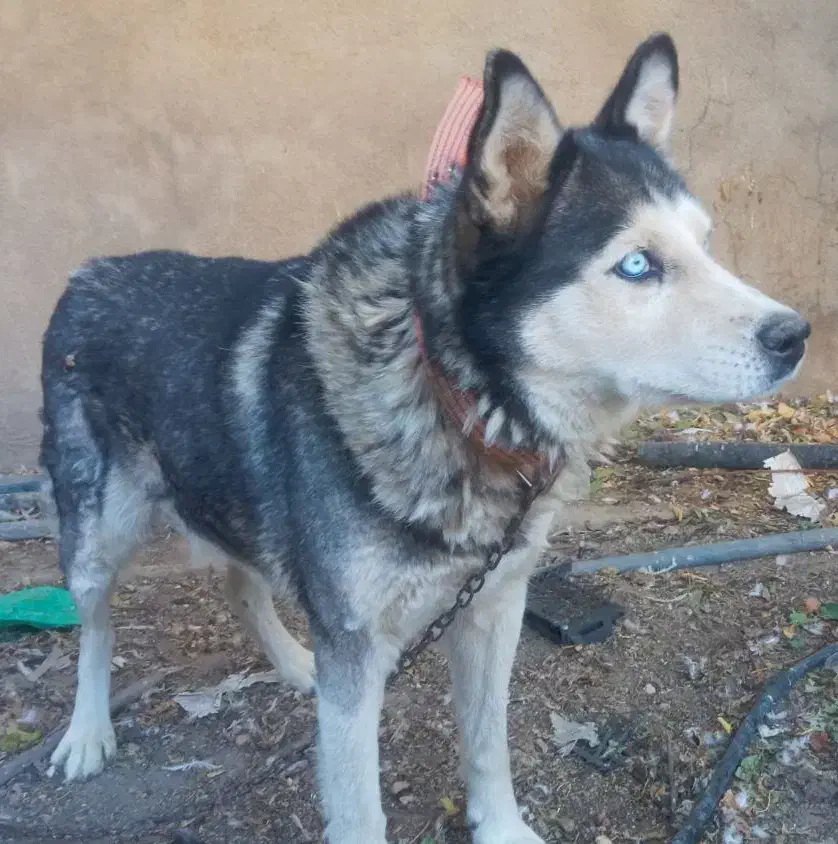 سگ هاسکی|سگ|فیروزآباد (فارس), |دیوار