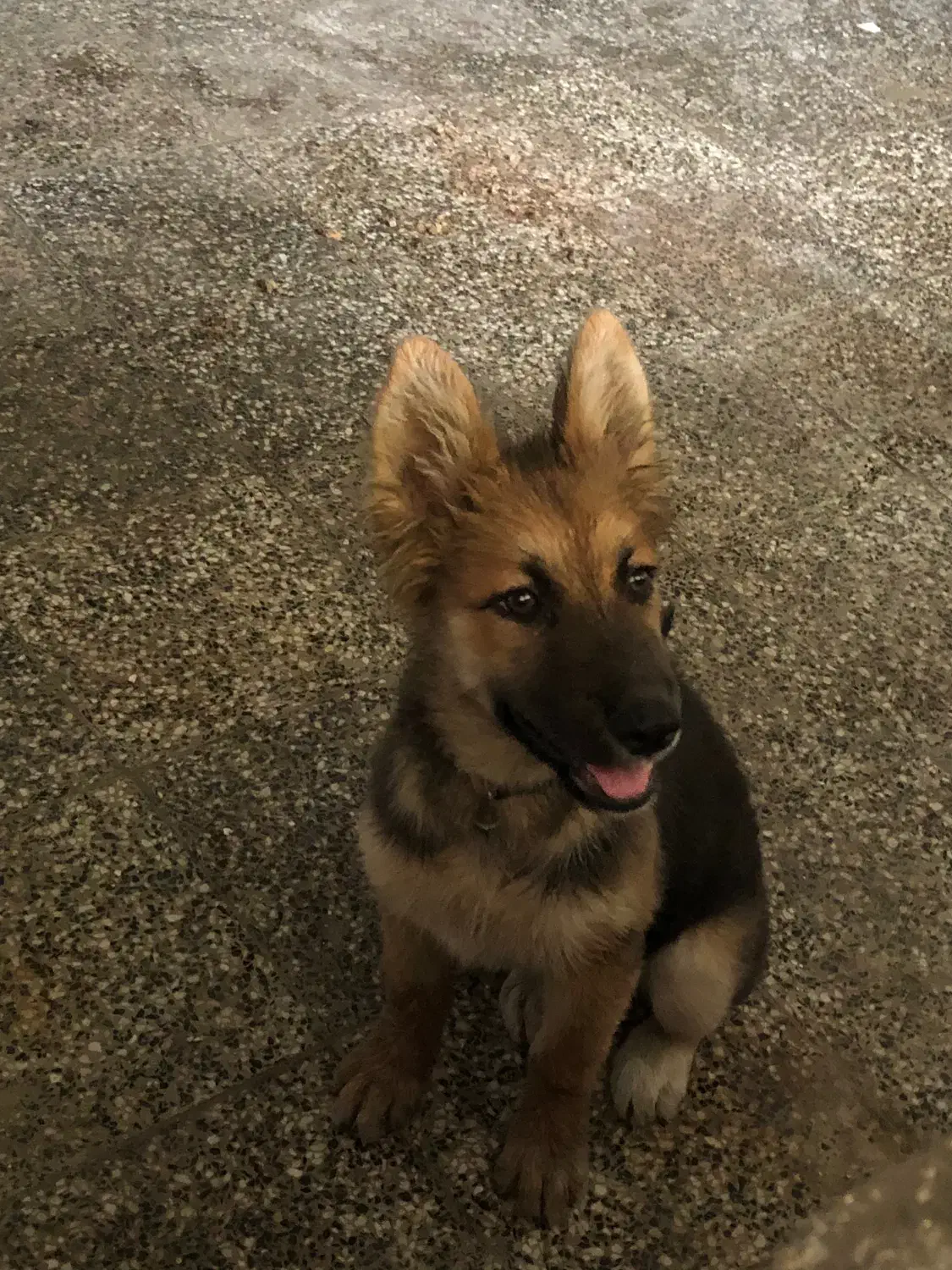 سگ گمشده|سگ|نوشهر, |دیوار