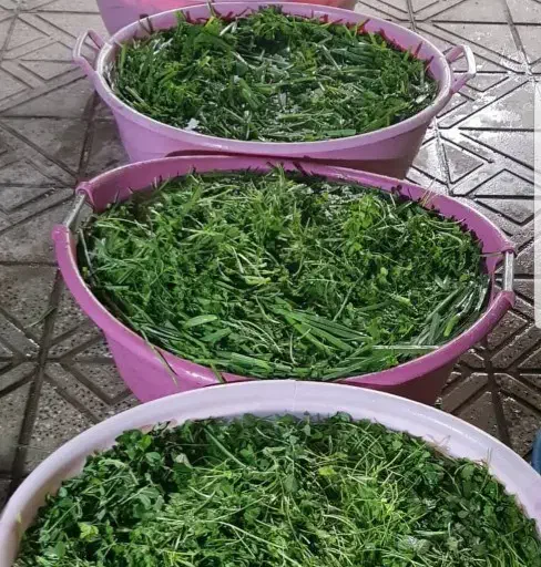 خردکردن خورشتی(انواع کوکویی وغیره) سبزی تازه|خوردنی و آشامیدنی|قم, حاج خلیل|دیوار