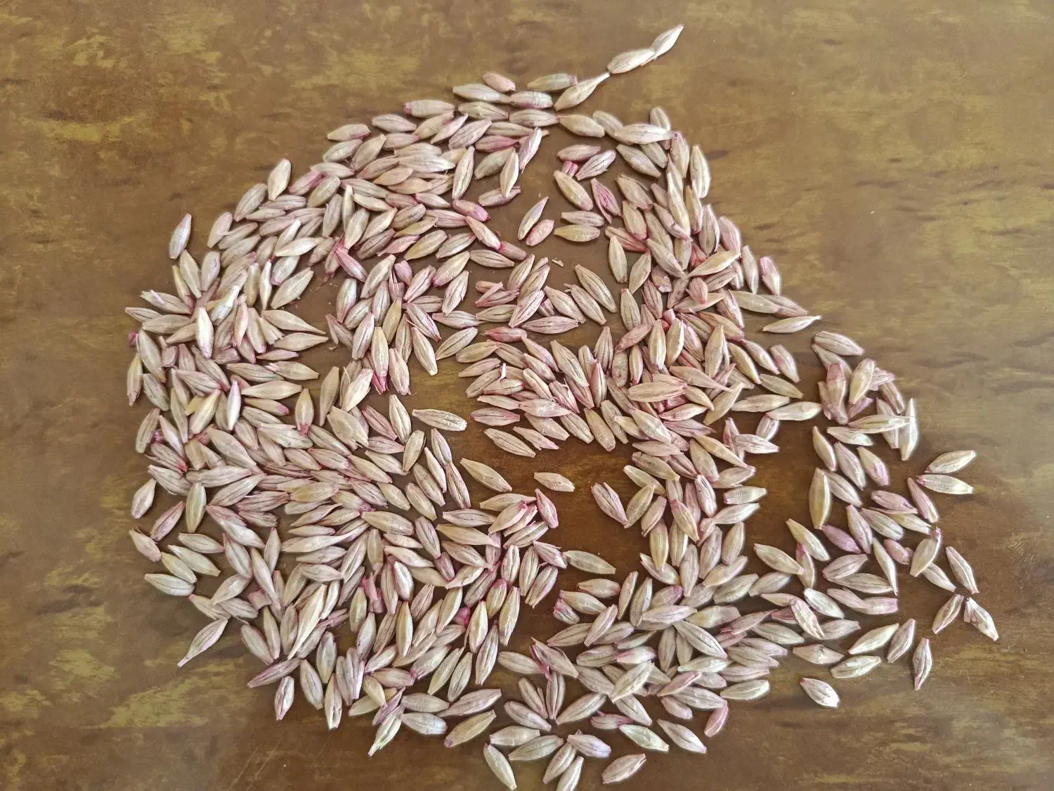 جودیم بذری سرارود،گوگرد،گندم بذری،تریپل،|خدمات باغبانی و درختکاری|کنگاور, |دیوار