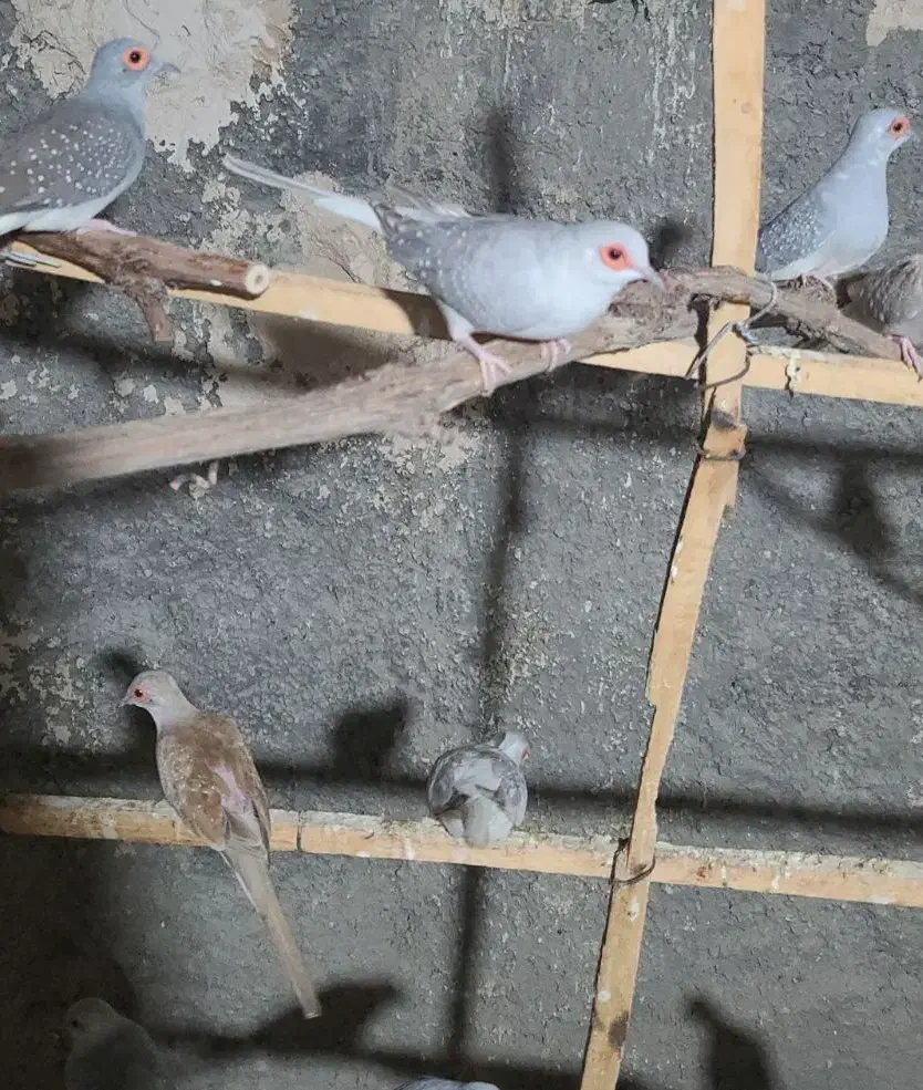 کبوتر خانگی|پرنده|بندرعباس, |دیوار