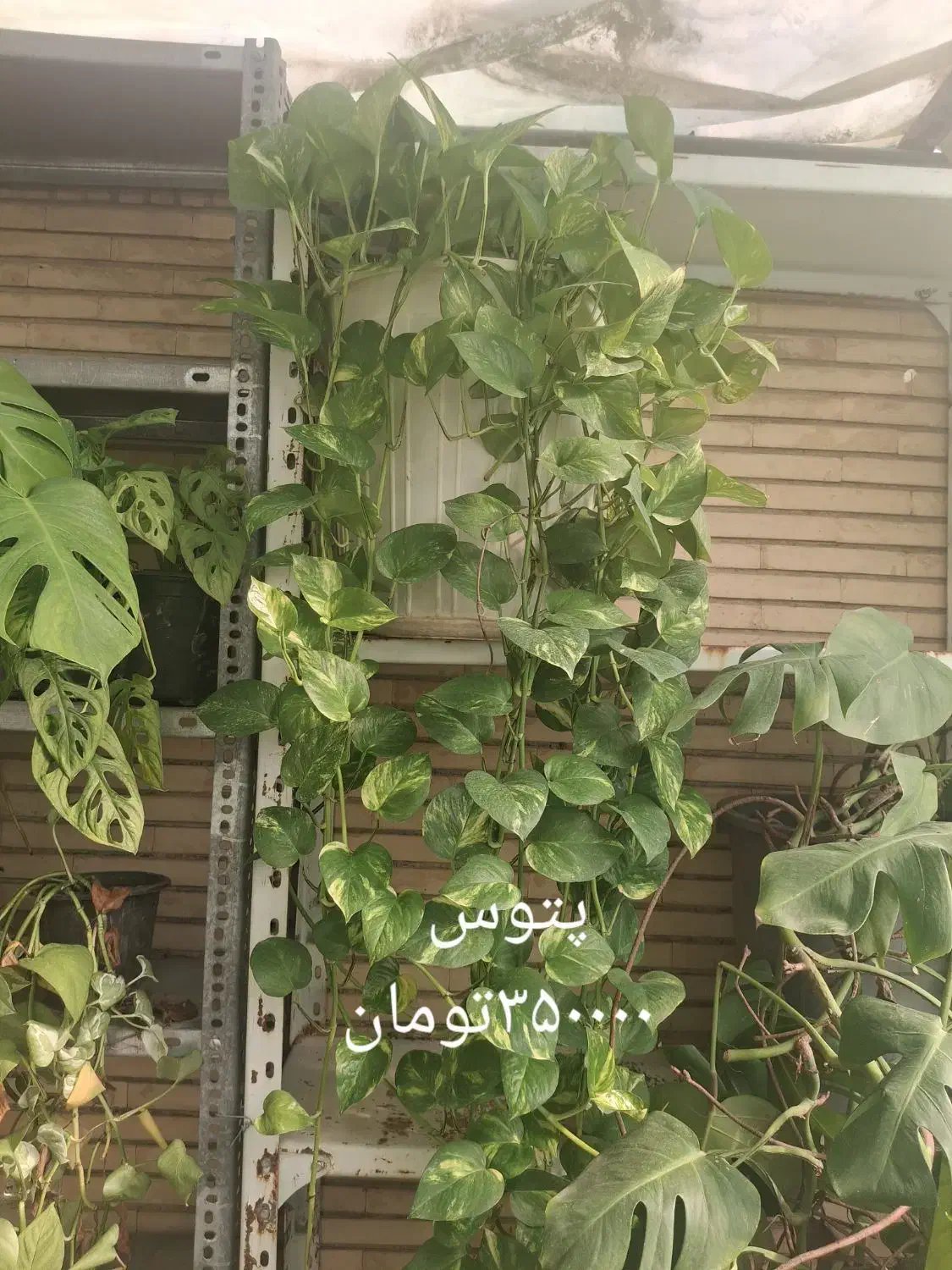 گل و گیاهان طبیعی|گل و گیاه طبیعی|شیراز, فرهنگ شهر|دیوار