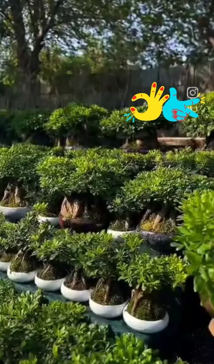 فروش بن سای میخک|گل و گیاه طبیعی|لاهیجان, خمیر کلایه|دیوار