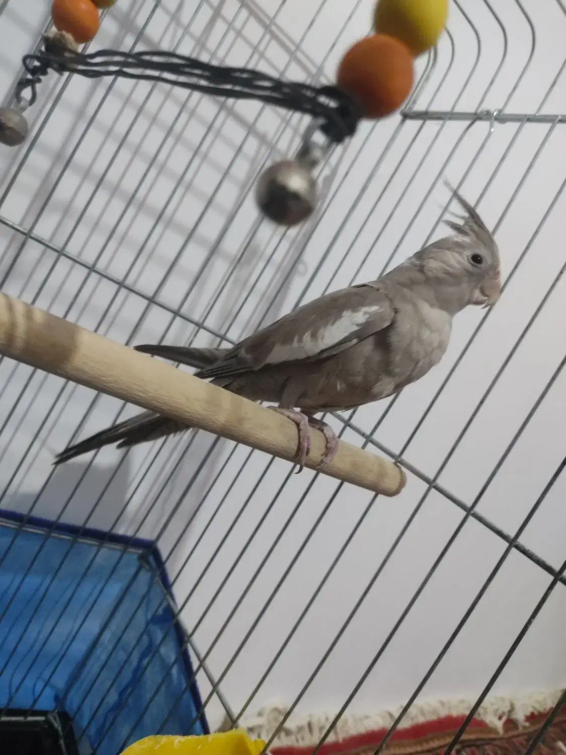 حیوانات خانگی|پرنده|بکتاش, |دیوار