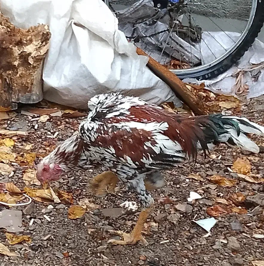 خروسلاری|حیوانات مزرعه|صائین قلعه, |دیوار