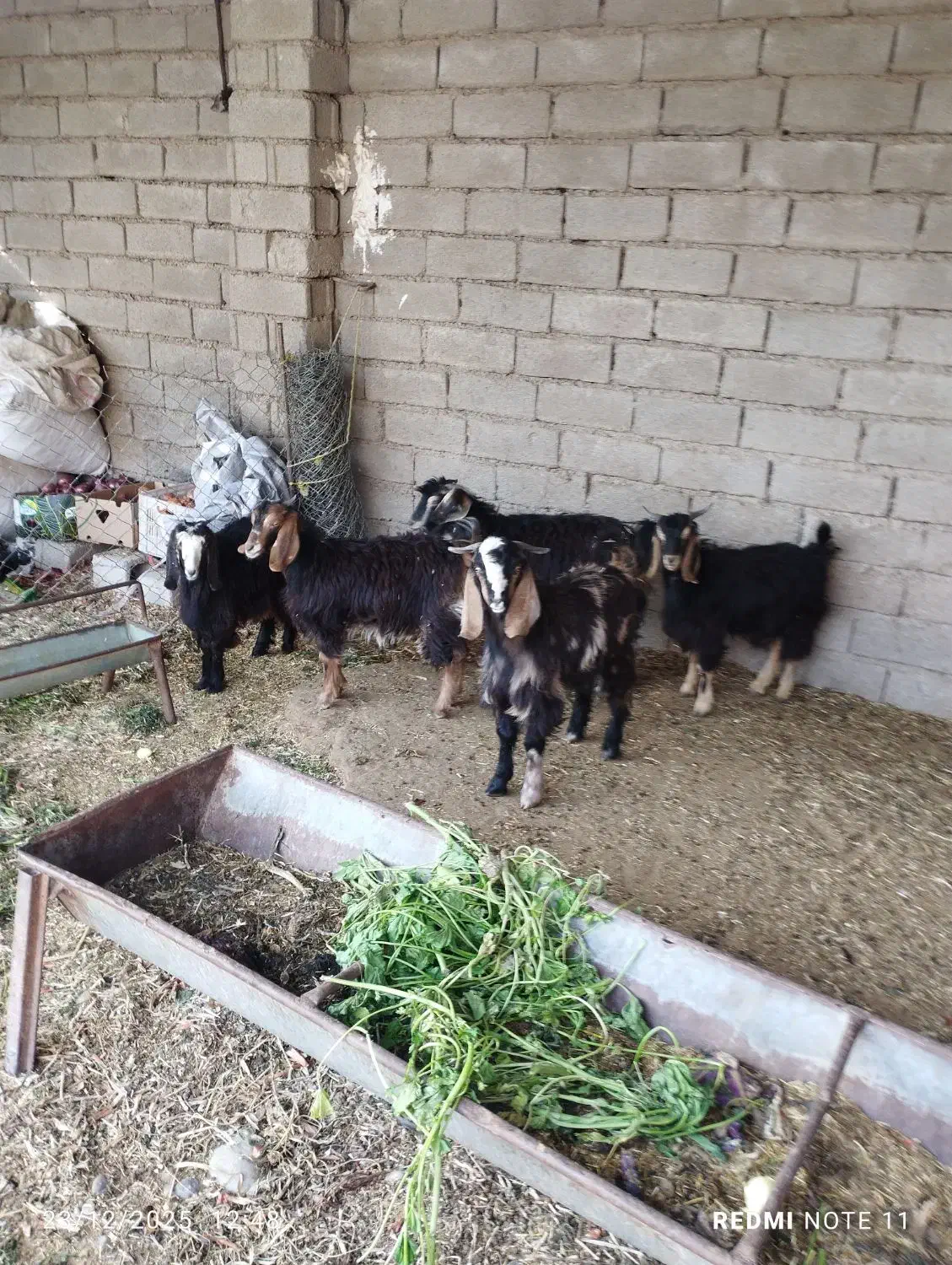 بیگ|حیوانات مزرعه|دزفول, |دیوار