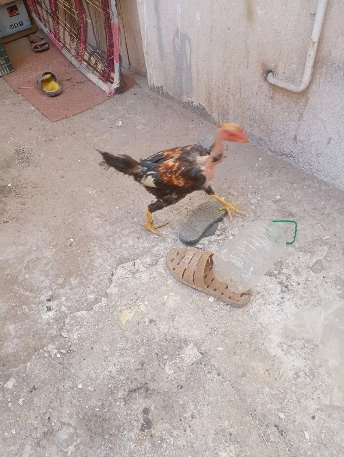 جوجه خونگی لاری|حیوانات مزرعه|زاهدان, |دیوار