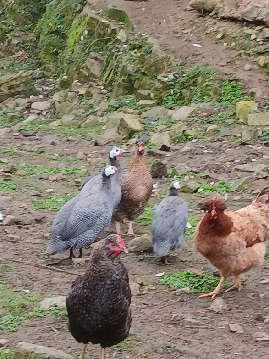 شاخدار نر ماده سالم سر حال|حیوانات مزرعه|ماکلوان, |دیوار